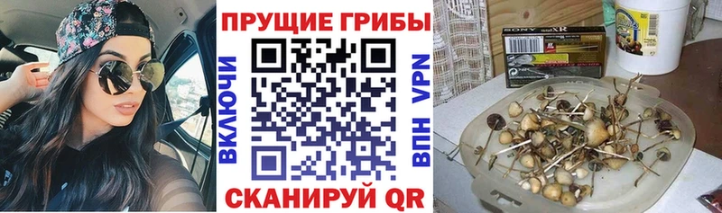 Псилоцибиновые грибы мицелий  Купить где  Усть-Джегута 